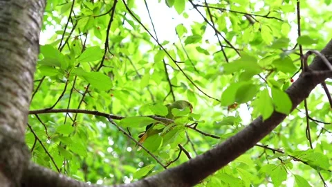 Green parrot on branch surrounded by fresh leaves in summer sunlight Stock-Footage 314979911