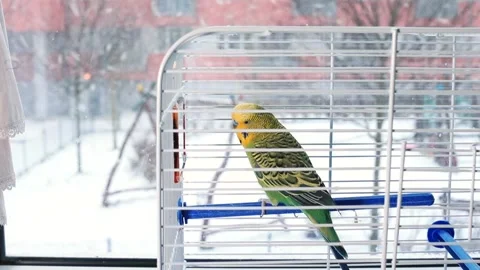 Green parrot cage against background falling snow. Nearby, cat jumping, nuzzling Stock Footage 147677237