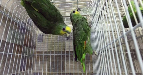 Green parrot in a cage close-up. Stock-Footage 77495056