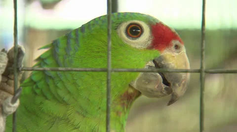 Green Parrot In Cage Stock Footage 32631659