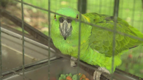 Green Parrot in Cage Stock Footage 32633561