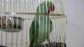 Green parrot in the cage HD Footage
