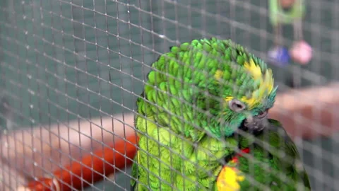 Green parrot in a cage Stock Footage 145231468