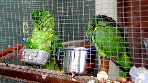 Green parrot in a cage Stock Footage 145231980