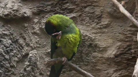 Green parrot in cage Video stock 329010977