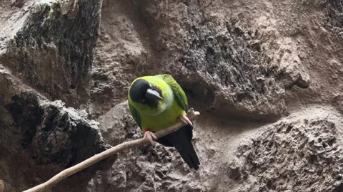 Green parrot in cage Video stock 329951486