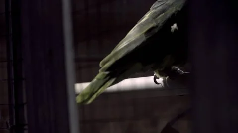Green parrot in cage lit sitting around 02 스톡 동영상 45323014