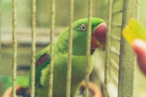 Green Parrot in the cage Stock Photos