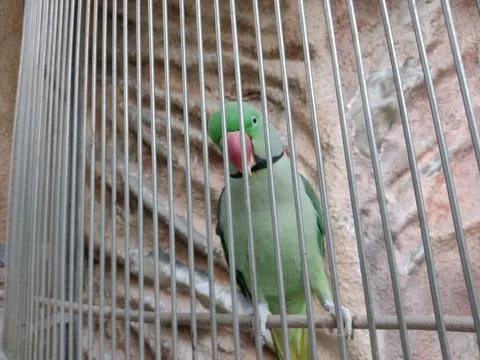 Green parrot in a cage Foto stock