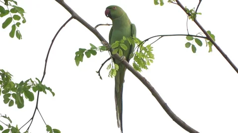 Green Parrot Calling - sitting on tree branch Stock Footage 35422334