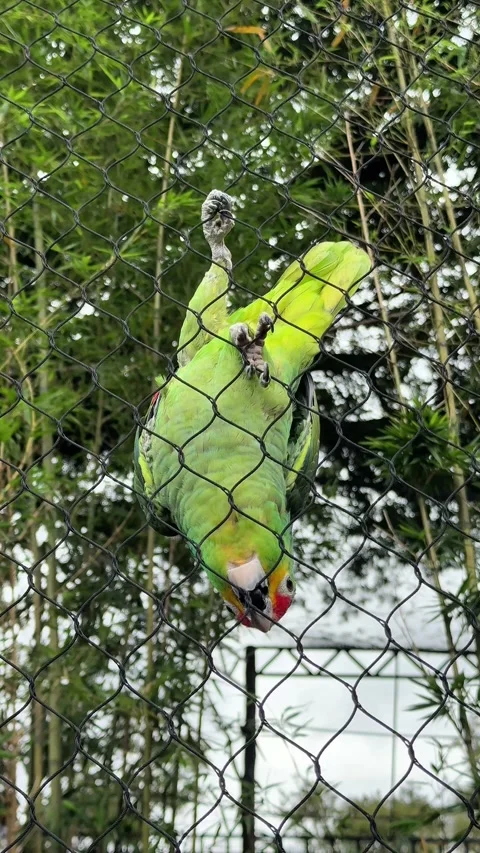 Green parrot climbing down a wire mesh fence in an aviary Video stock 340230398