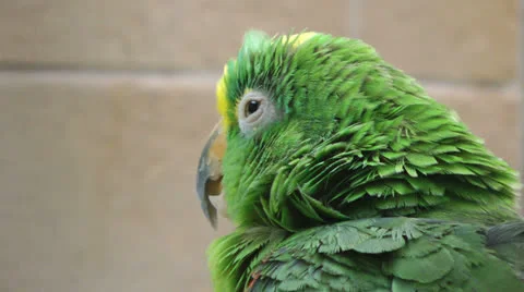Green Parrot close up 스톡 동영상 23140960