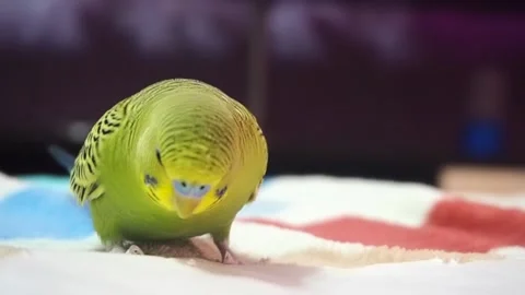 Green parrot close up Stock Footage 209184121