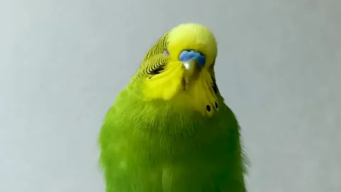 Green parrot close up Stock Footage 287092905