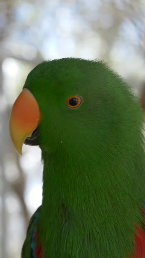 Green parrot close-up, likely Eclectus roratus. Vibrant tropical bird Stock-Footage 331995445