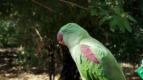 Green parrot close up perched in forest environment Stock Footage 328956417