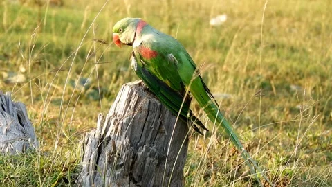 Green Parrot Close Up Sitting On Tree Trunk Video stock 213614160