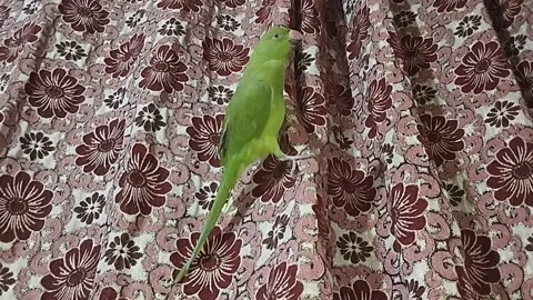 A Green Parrot on Curtains 库存影片 265153463