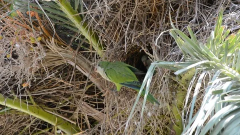 Green parrot on date palm Vídeo Stock 115912576