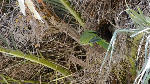 Green parrot on date palm Видео 115912621