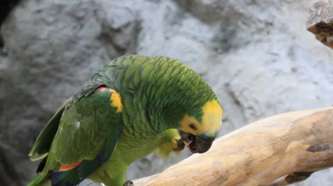 Green parrot eat fruit Stock Footage 40367282