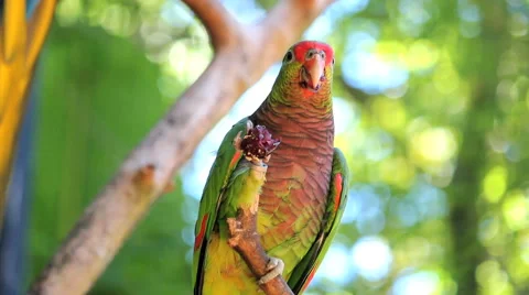 Green parrot eating Stock Footage 53982636