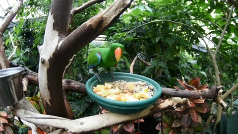 Green Parrot Eating Stock Footage 162081328
