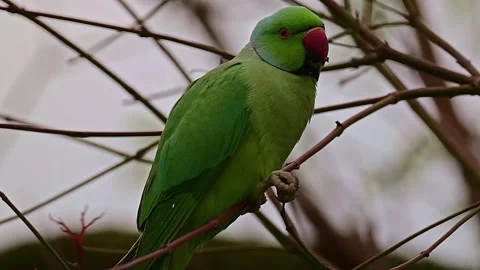 Green Parrot Eating Stock-Footage 313124030