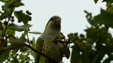 Green Parrot Eating in Tree in Puerto Rico Stock-Footage 200169034