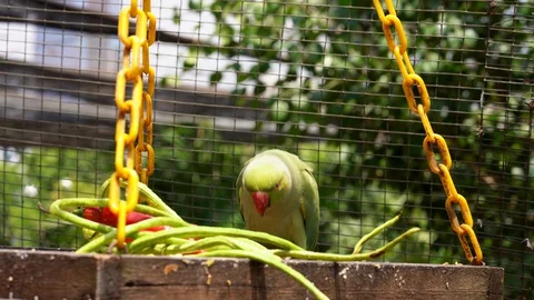 Green parrot eats hot pepper from a manger Video stock 129996555