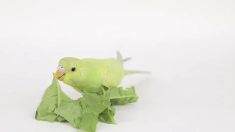 A green parrot eats a leaf of cabbage on a light background Video stock 240601839