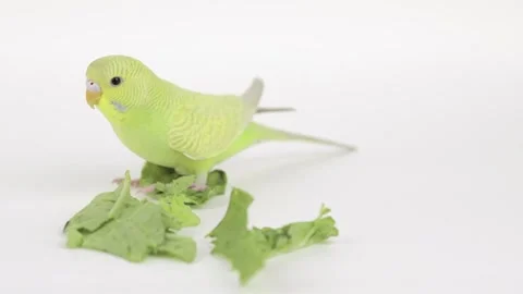 A green parrot eats a leaf of cabbage on a light background Video stock 241007839