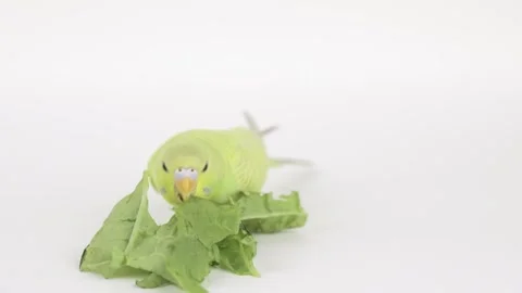 A green parrot eats a leaf of cabbage on a light background Stock Footage 241951465