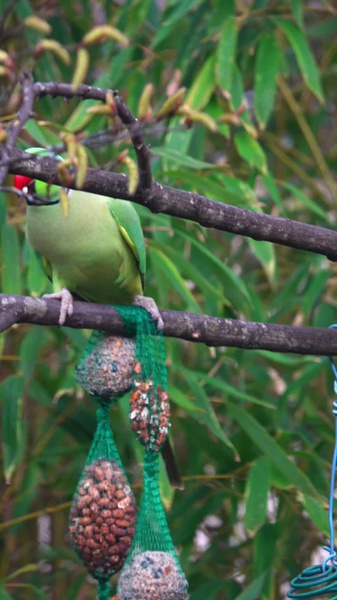 Green parrot eats seeds in garden. vertical video Stockbeeldmateriaal 330692648