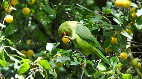 A green parrot eats yellow plums on tree 스톡 동영상 156688562