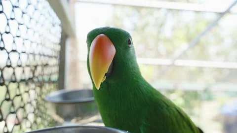 Green Parrot Facing Camera Head-On with Piece of Food on Beak in Sunlit Cage, 스톡 동영상 314019908