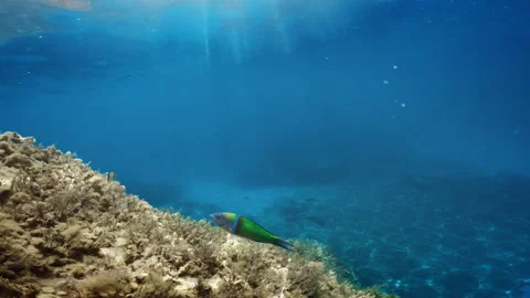Green parrot fish in the sea near the cliff. Stock Footage 203977458