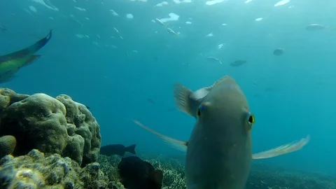 Green Parrot Fish takes some bites out of underwater dive camera amongst Stock Footage 120244041