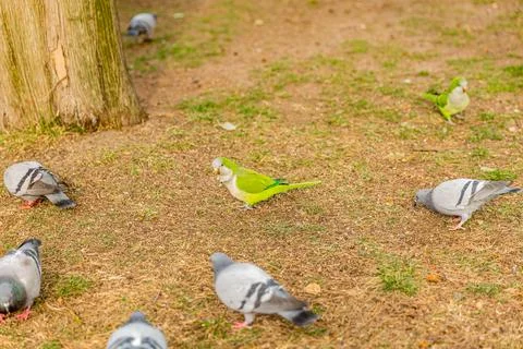 Green parrot in focus, standing on sparse grass surrounded by pigeons 스톡 사진