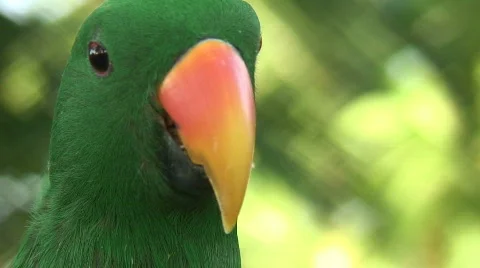 Green Parrot Stock Footage 194311