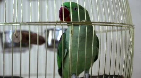 Green parrot Video stock 12535293