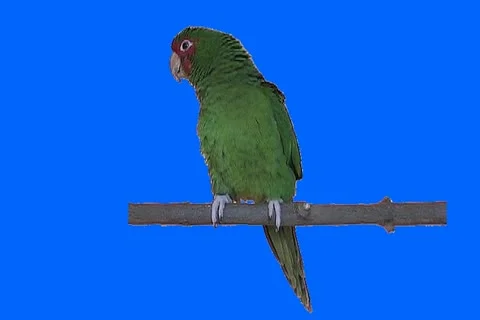 Green parrot Stock Footage 18702328
