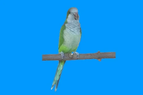 Green parrot Stock Footage 18799497