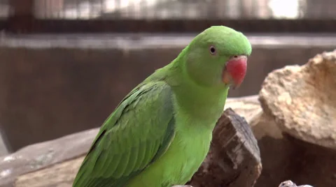 Green parrot Stock Footage 34513279