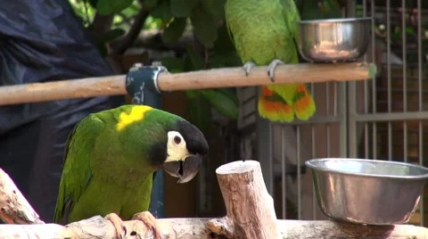 Green parrot Stock-Footage 40100781