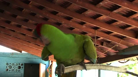 Green Parrot 스톡 동영상 50798230