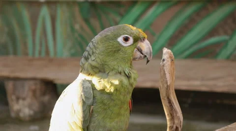 Green Parrot Stock Footage 52435857