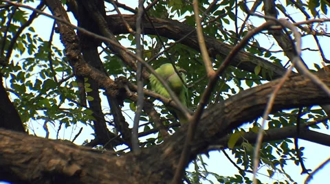 A Green Parrot Stock-Footage 52681419