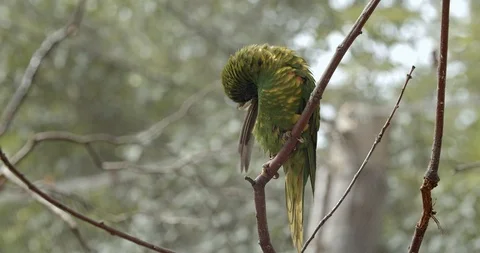 Green parrot Stock Footage 114430997