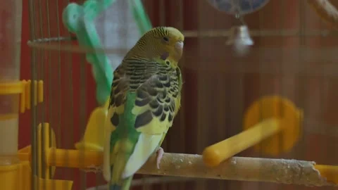 Green parrot Video stock 132894817